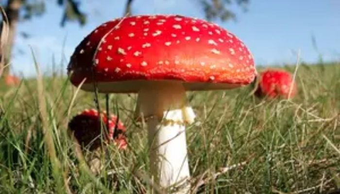 Aminata Muscaria mushrooms also known as fly agaric, are seen in a wooded area near Bordeaux, southwestern France. — Reuters