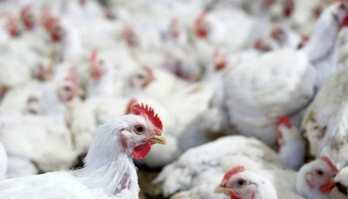 Chicken are pictured at a poultry factory in Lapa city, Parana state, Brazil, May 31, 2016. Reuters