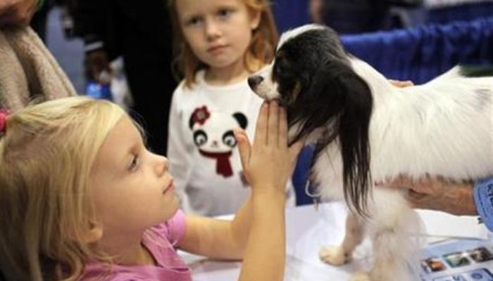 A girl pets a Papillon dog at the Meet the Breeds exhibition in New York October 17, 2009. — Reuters
