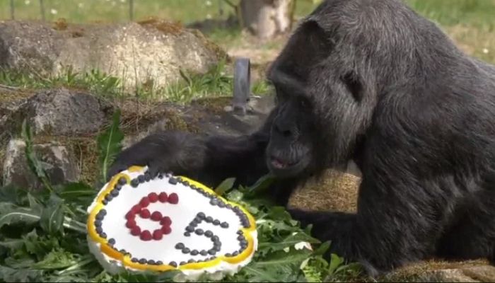 Fatou, the oldest gorilla in the world, observes her birtrday present. Screengrab via Twitter/@zooberlin