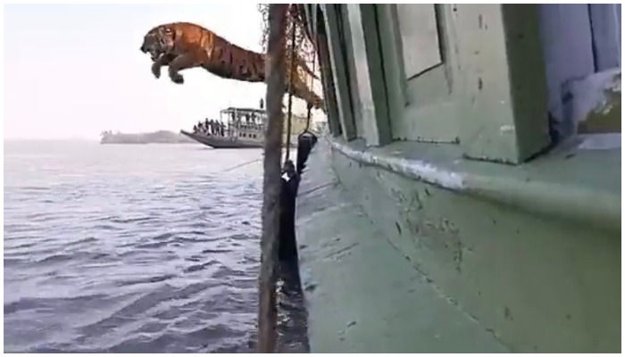 The picture shows a tiger jumping into the water. — Screengrab/Twitter