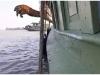 Watch: Tiger's magnificent jump from ferry into water goes viral 