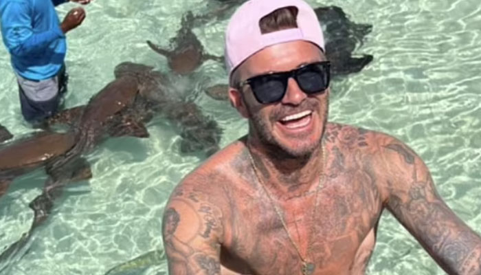 David Beckham raises temperature as he swims shirtless with sharks in Miami