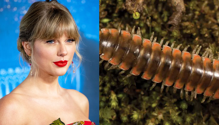 Taylor Swift gets a millipede named after her in honourary ode