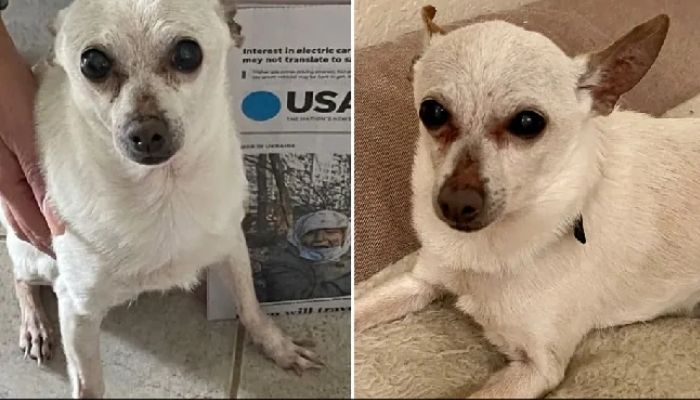 Oldest living dog Chihuahua named Toby Keith. — Guinnessworldrecords.com