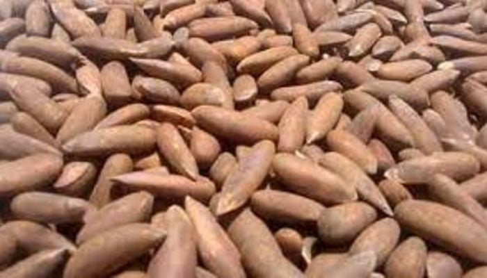 China has imported Pakistani pine nuts in the first two months of this year touching a historical figure of US $17.67 million. — APP