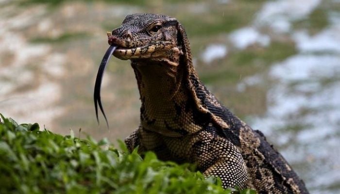 (Representational)  Bangkok rids city park of giant lizards. Reuters