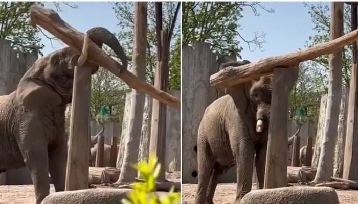 An elephant holds a log through its trunk and places it perfectly on a pillar. — Screengrab via Twitter/RexChapman