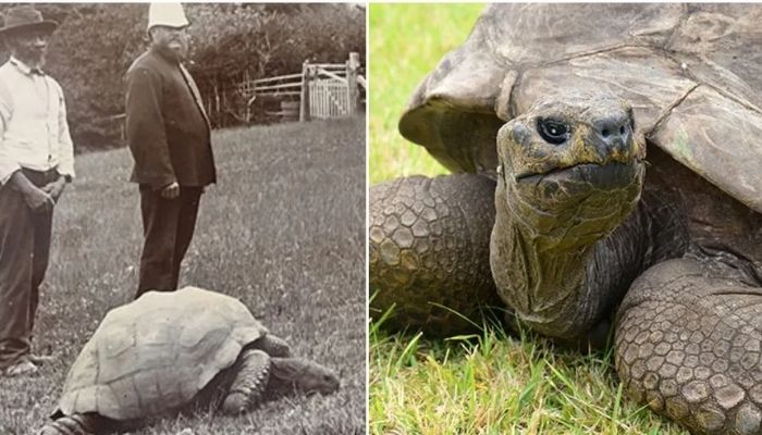 Jonathan (left) c.1882-86, on the grounds of Plantation House, St Helena. — Guinnessworldrecords.com