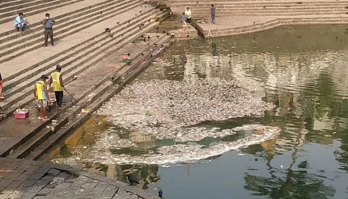 Hundreds of fish found floating dead at the Banganga Tank in Mumbais Malabar Hill area in India. — fpjindia