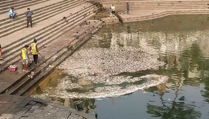 Hundreds of fish found floating deadat the Banganga Tank in Mumbais Malabar Hill area in India. — fpjindia