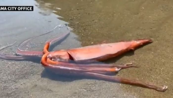 A giant squid washes up ashore in Japan.—AFP