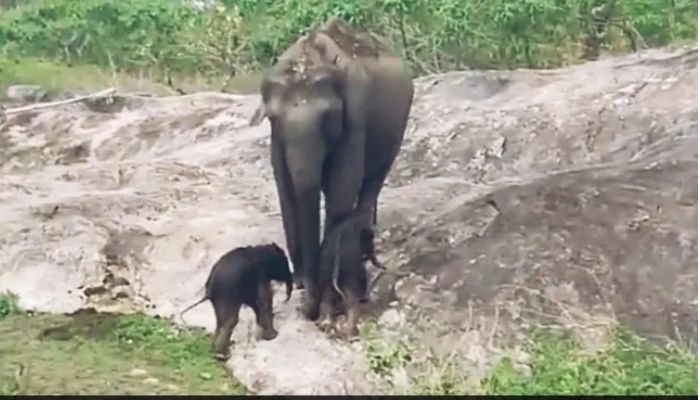 Two baby elephants playing with their mother and learning how to walk.— Screengrab via twitter/@Yoda4ever