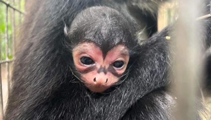 A spider monkey born at the Brevard Zoo in Florida with what appears to be the bat signal across his face.—Brevard Zoo