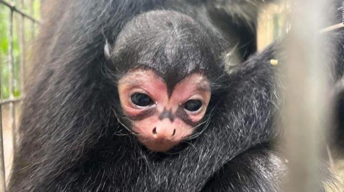 New Batman hero? Spider monkey born with Bat-Signal on face
