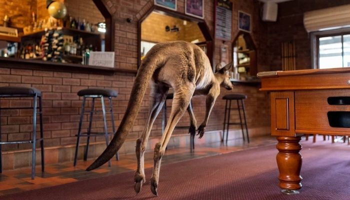 (Perwakilan) Kanguru memasuki sebuah bar di Australia.— Abc.net.au