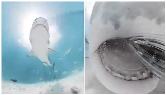 Video menakjubkan tentang hiu yang mencoba menelan kamera pria