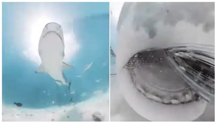 The picture shows shark trying to swallow a camera. — Screengrab/Instgram