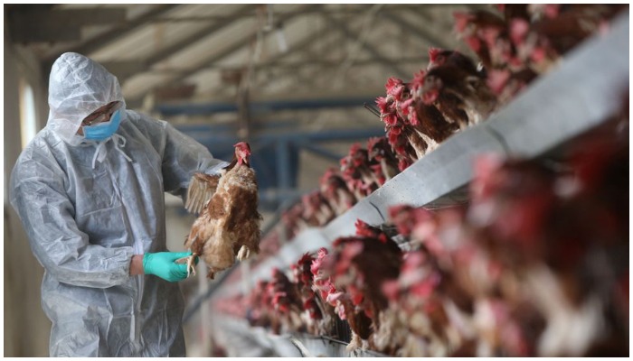 A quarantine researcher checks on a chicken at a poultry farm in Xiangyang, Hubei province, China, February 3, 2017. — Reuters/File