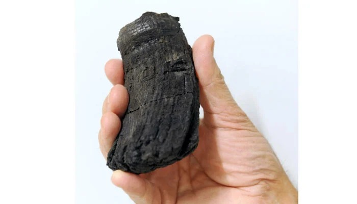 The root of the thickest ichthyosaur tooth found so far with a diameter of 60 millimetres. — AFP/File