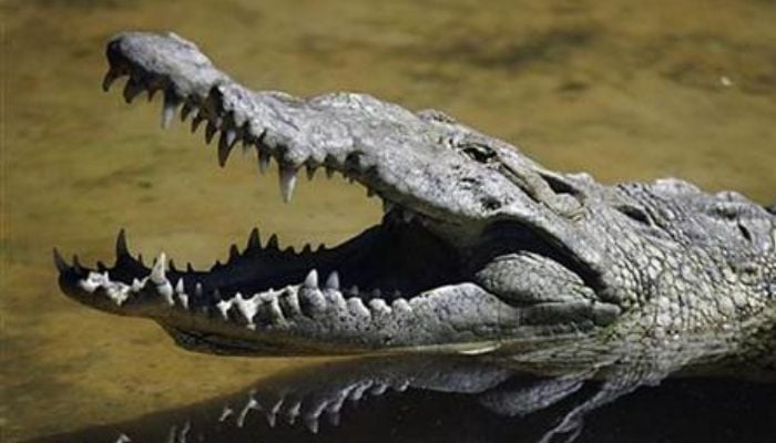 A crocodile (Crocodylus Acutus) rests at the National Zoo of Managua November 13,2007. .— Reuters