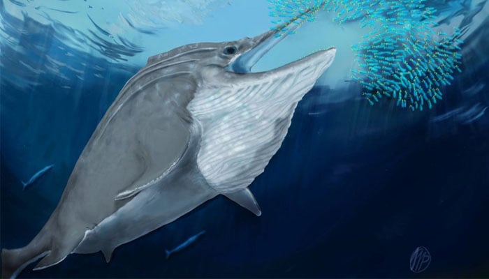 An undated artists rendering shows a giant ichthyosaur from the Late Triassic bulk-feeding on a school of squid. Marcello Perillo/University of Bonn/Handout via REUTERS