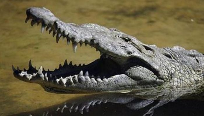 Alligator menikmati Diet Coke di garasi pasangan