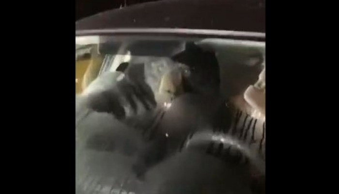 Seorang pria menemukan beruang hitam di dalam mobil ibu mertuanya untuk mencari makanan