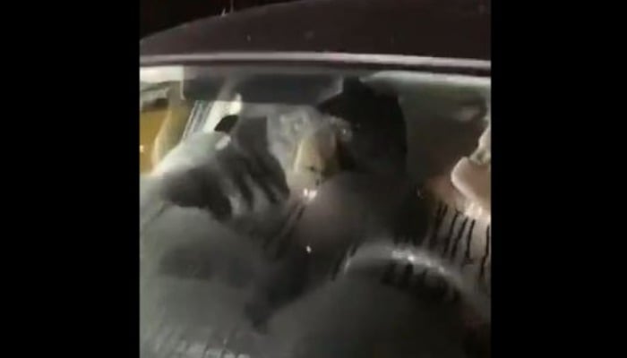 The picture shows a black bear inside a car. — Screengrab/Twitter