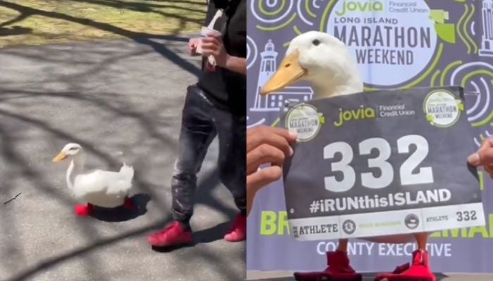 Duck named Wrinkle runs a marathon.— Instagram/seducktive