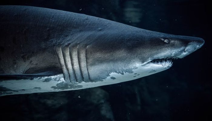 A dead shark was found hanging outside a US school.— Greg Jeanneau