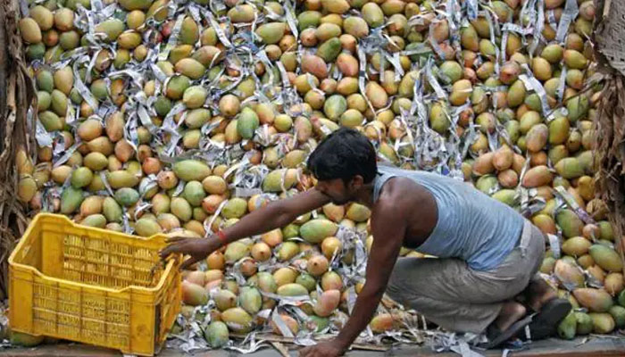 Pakistan may face around 30% reduction in mangoes in Sindh. — Reuters/File