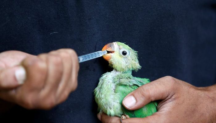 A caretaker feeds water mixed with multivitamins to a parakeet after it was dehydrated due to heat at Jivdaya Charitable Trust, a non-governmental rehabilitation centre for birds and animals, during hot weather in Ahmedabad, India, May 11, 2022.—Reuters