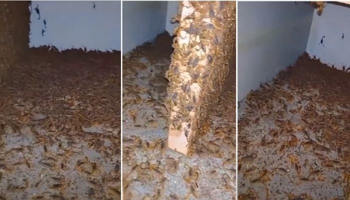 Horrifying video shows a room full of scorpions—Screengrab via Youtube/Manuel Chavez