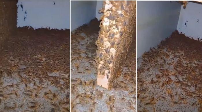 Watch: Thousands of scorpions crawl inside house, people call it 'stuff ...
