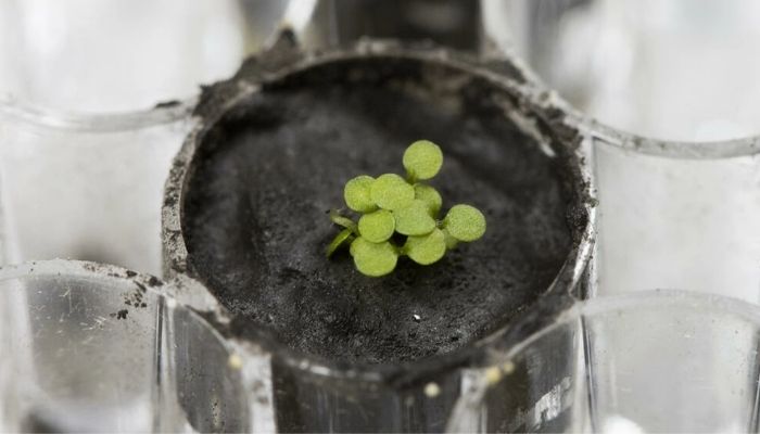 This University of Florida, Institute of Food and Agricultural Sciences (UF/IFAS) handout photo shows several Arabidopsis plants sprouting from lunar soil at a laboratory at the University of Florida in Gainesville on May 5, 2021.—AFP