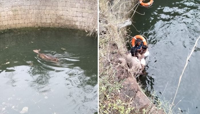 Safe rescue and release of a Spotted Deer from an open well by the Forest Department.—Twitter/@supriyasahuias
