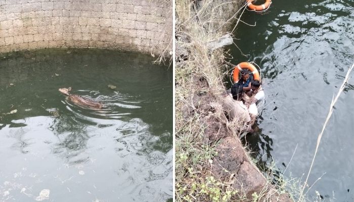 Safe rescue and release of a Spotted Deer from an open well by the Forest Department.—Twitter/supriyasahuias