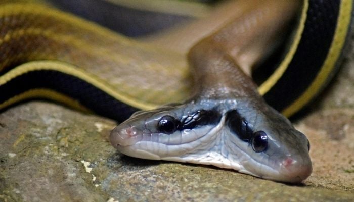 The two-headed snake is set to celebrate its 17th birthday. — Pixabay/vieleineinerhuelle