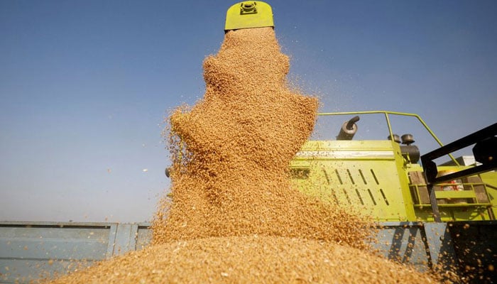 A combine deposit harvested wheat in a tractor-trolley at a field on the outskirts of Ahmedabad, India, March 16, 2022. — Reuters/File