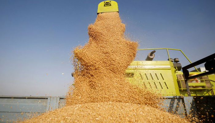 A combine deposits harvested wheat in a tractor trolley at a field on the outskirts of Ahmedabad, India, March 16, 2022. — Reuters