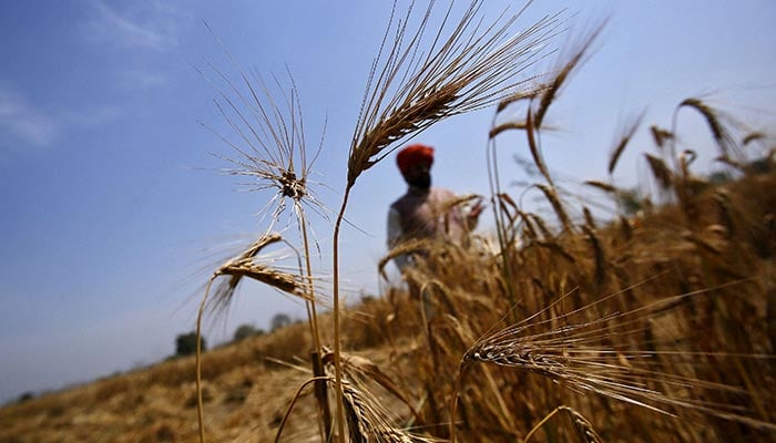 A farmer stands in his wheat field, which was damaged by unseasonal rains, at Vaidi village in the northern Indian state of Uttar Pradesh, March 25, 2015. — Reuters