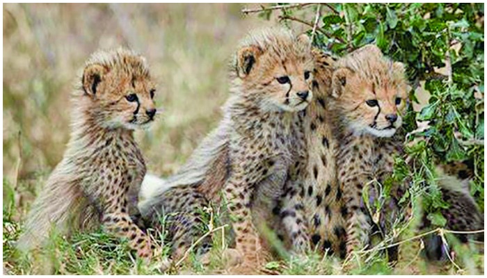 Three cubs of Asiatic cheetah. — AFP/File