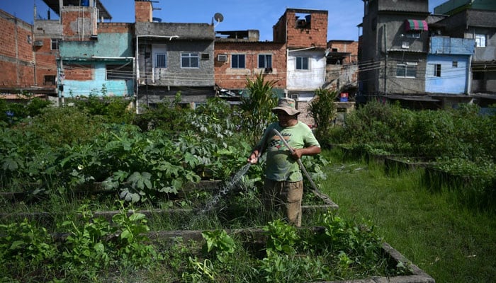 A man waters vegetables at an urban garden in the Manguinhos favela, in Rio de Janeiro, Brazil, on May 4, 2022. Photo: AFP