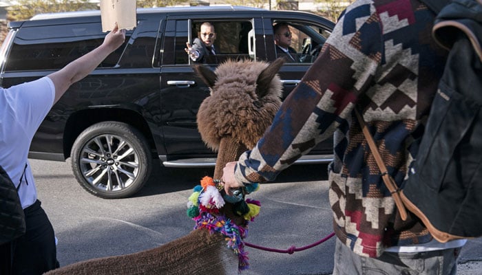 Johnny Depps fans bring alpacas outside court amid Amber Heard trial: Here’s why