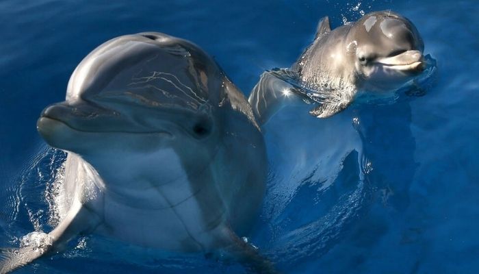For bottlenose dolphins, its the taste of urine and signature whistles that allow them to recognize their friends at a distance, according to a study published in Science Advances.—AFP