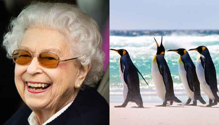 Queen’s jubilee brings joy to people of Falklands: Residents of Stanley to party with penguins