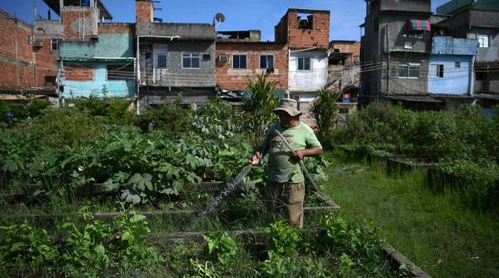 Rio's urban gardens produce healthy food for the poor