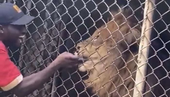 Singa mencabik-cabik jari manusia