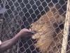 Video: Lion rips man's finger apart